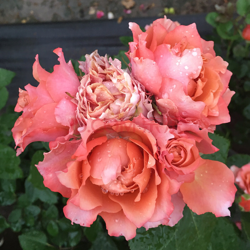 月季特大花浓香果汁阳台庭院花卉植物盆栽蔷薇玫瑰花苗 我爱你(带营养