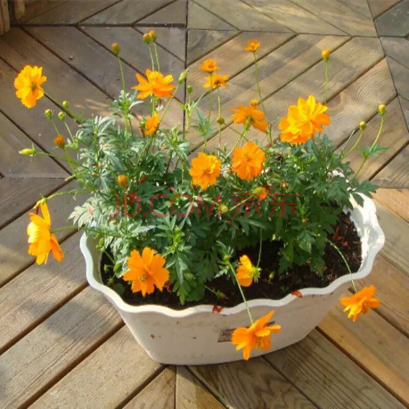 种籽鲜花种子室内阳台盆栽易种植物凤仙花 硫华菊1000粒 肥 生根粉