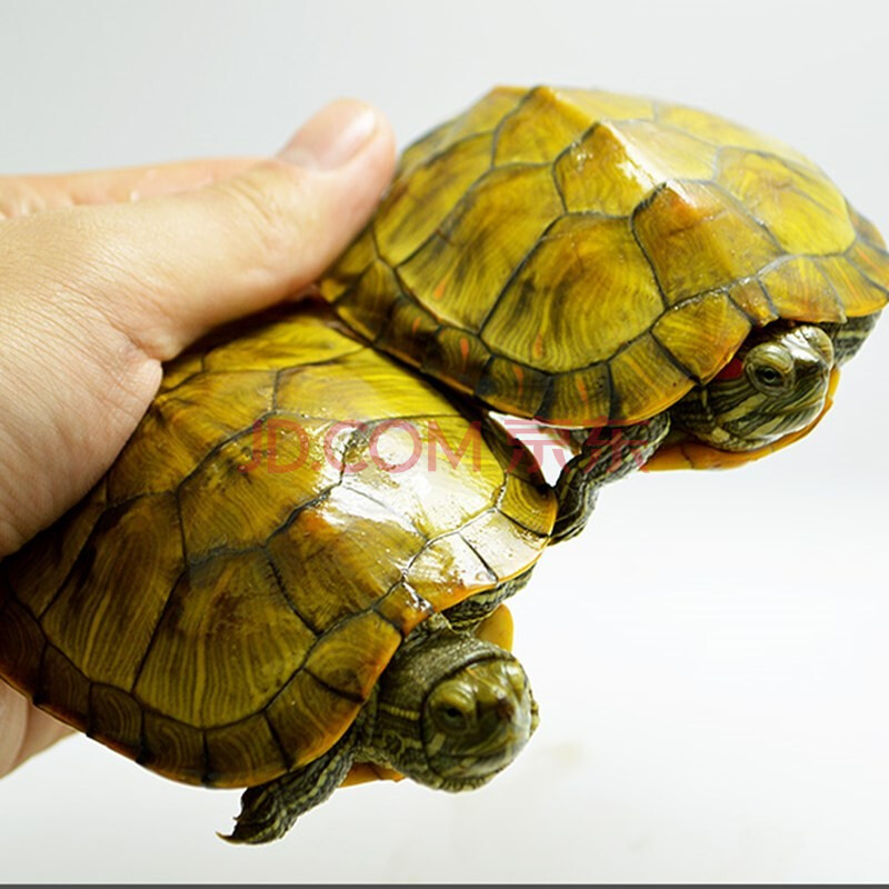 中华草龟巴西龟圆澳龟黄耳吃粪龟地图龟鳄龟小乌龟活体外塘长寿龟宠物