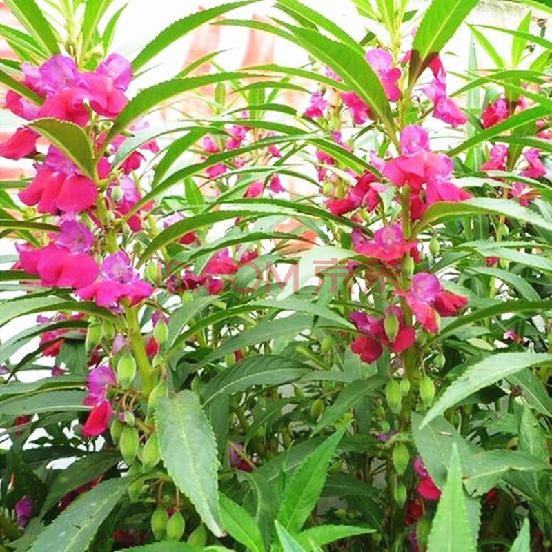 一播大地 鳳仙花種子茶花鳳仙花種子 花種子 觀花種子 指甲花種子