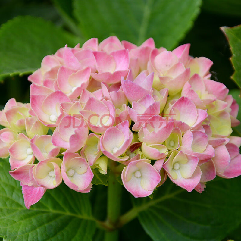 绣球花苗无尽夏易多梦幻室内阳台庭院花卉八仙花z2 纱织小姐【当年