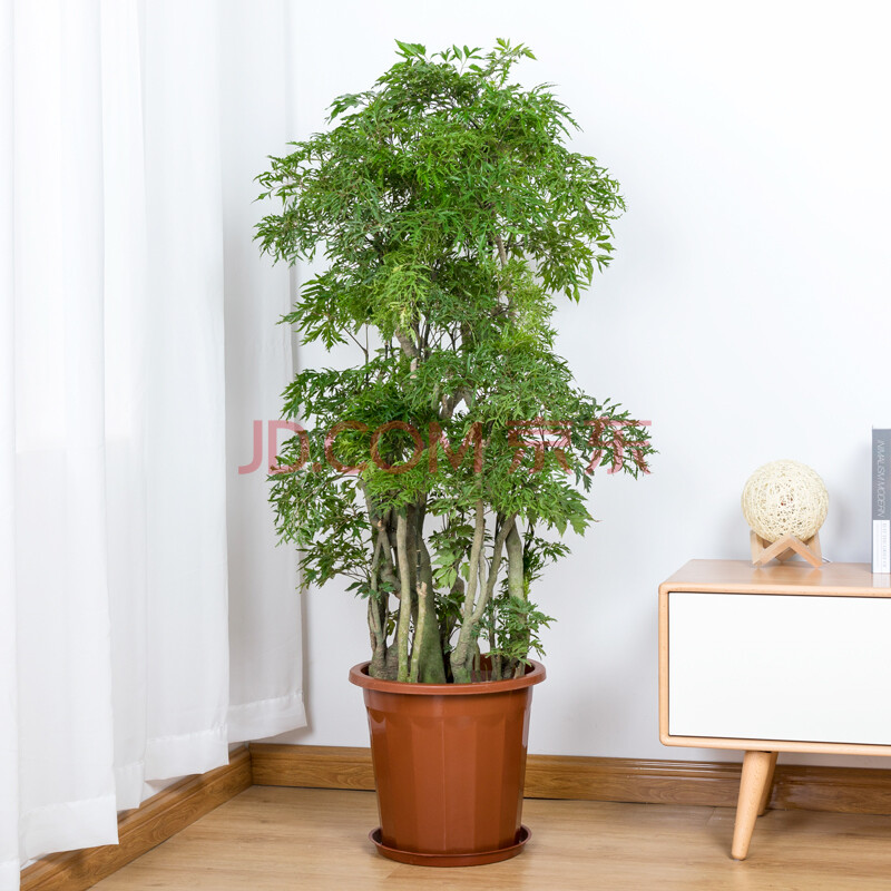 福禄桐大盆栽福禄寿羽叶盆景室内大型植物乔迁开张送礼绿植 高1.2-1.