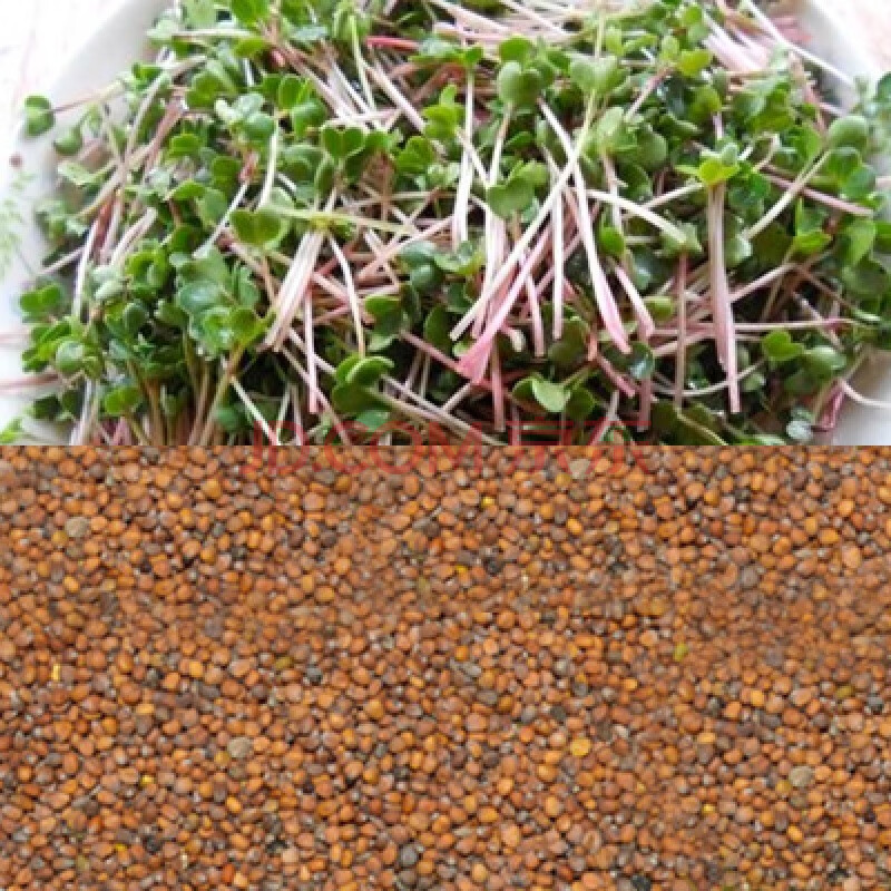 棵绮种子无土栽培水培蔬菜种仔空心菜豌豆松柳油葵豆芽菜种籽 水萝卜
