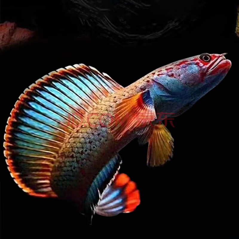 jypet彩虹雷龙鱼活鱼淡水凶猛冷水观赏鱼活体 【未发色】彩虹4-5厘米*
