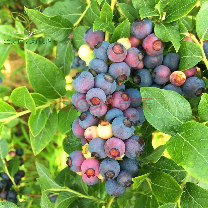 蓝莓苗当年结果黑珍珠 蓝莓树苗阳台 盆栽果树苗 地栽果树苗 南北方