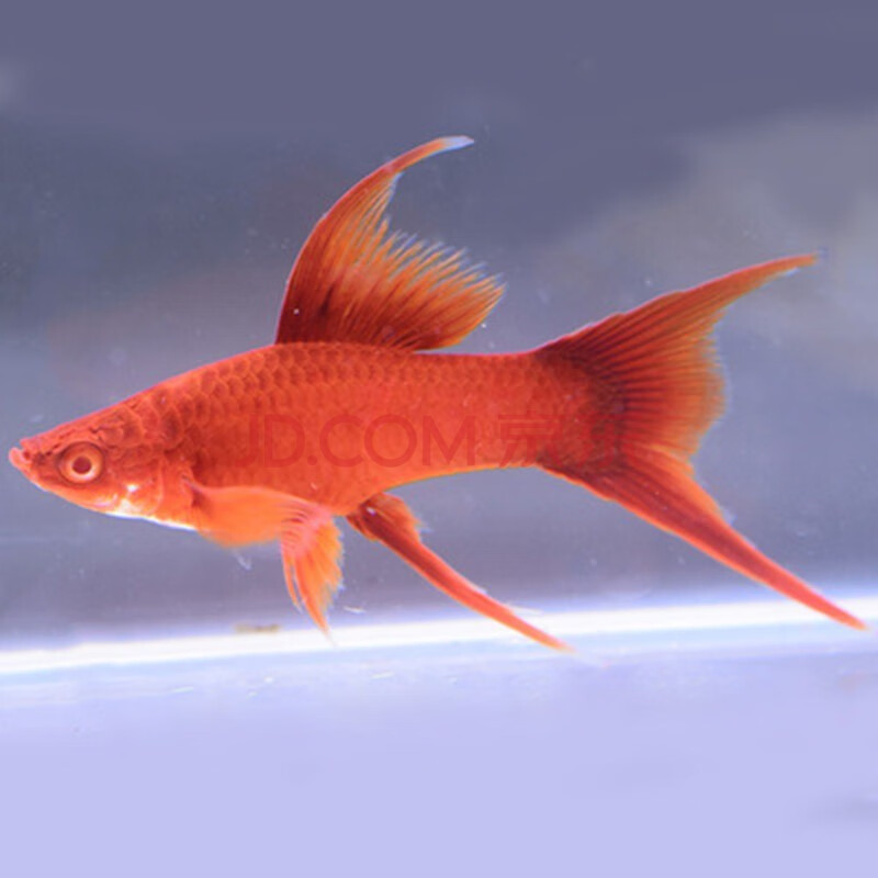 jypet高鳍红箭鱼观赏鱼高鳍红剑鱼淡水热带鱼活体鱼苗 高鳍刀公 母