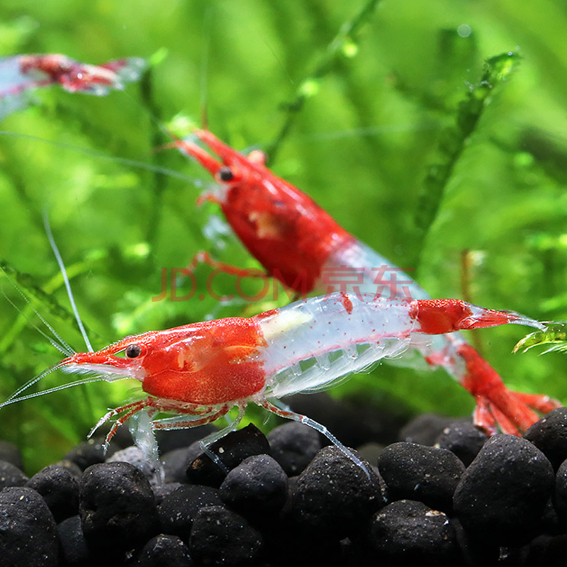 观赏虾清洁虾活体水族箱除藻虾红琉璃大金背观赏小虾宠物虾 琉璃虾 10