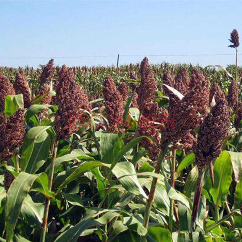 黎昕 大力士甜高粱种子 正宗荷兰百绿集团进口牛羊鱼青贮 饲用牧草
