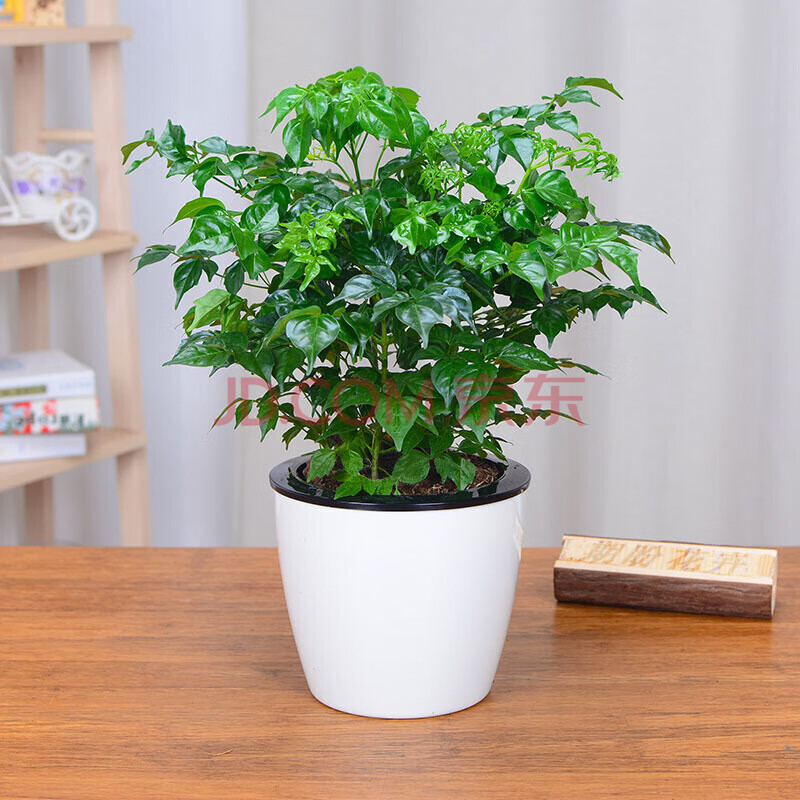 幸福树盆栽室内桌面办公净化空气花卉四季常青小树苗好养活的植物 小