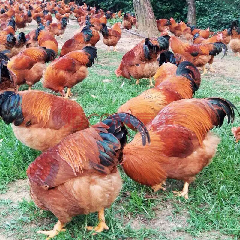 正宗阳山大扇鸡(阉鸡)现杀速递 清远鸡2只共5斤左右 广东省外