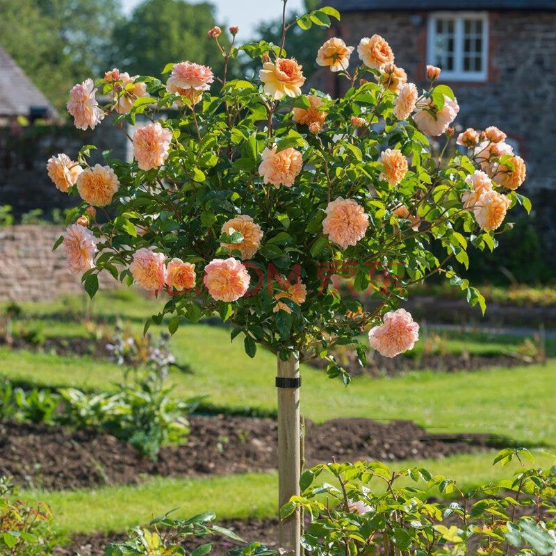 树状玫瑰树桩欧洲月季庭院花卉阳台盆栽树形嫁接花苗浓香四季开花