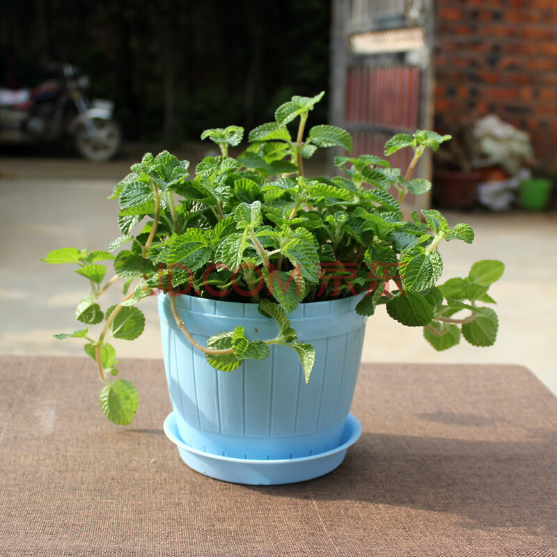 柠檬香峰草吊兰皱叶薄荷桌面吸甲醛除异味植物 吸毒草配天蓝木纹盆 含
