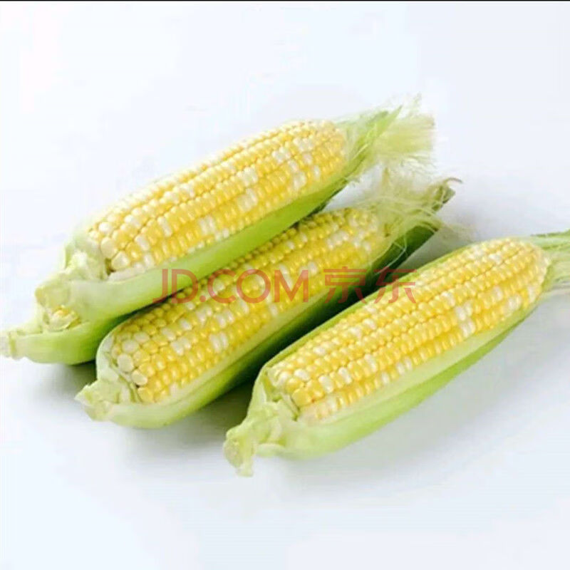 河南水果蔬菜基地玉米新鲜2斤甜玉米新鲜甜玉米棒粘玉米新鲜 净重三斤