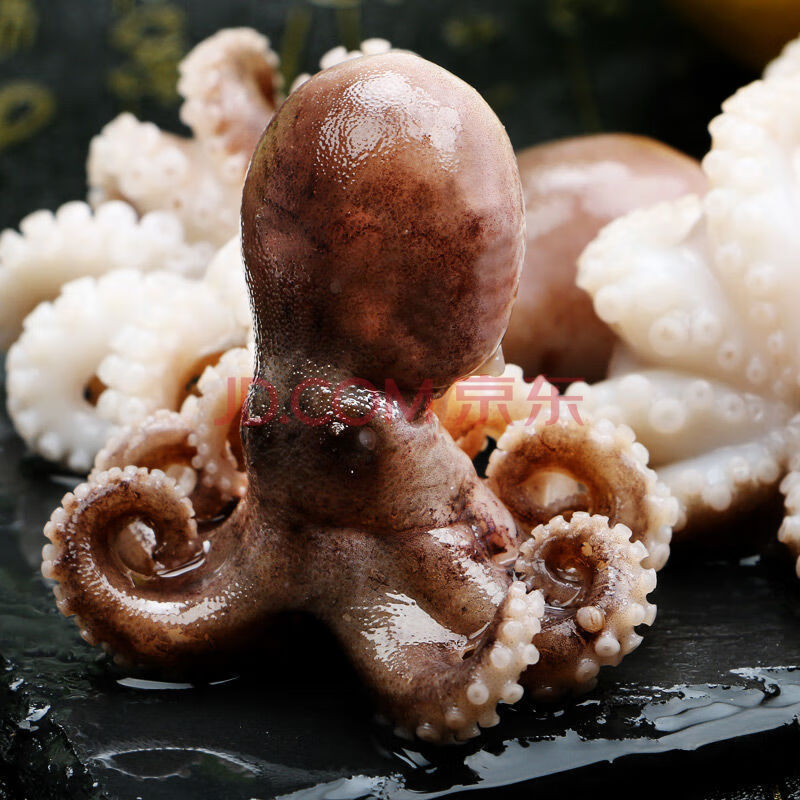 新鲜小海鲜火锅食材迷你短腿巴蛸爆头大长腿海鲜 大短腿八爪鱼(6-10只