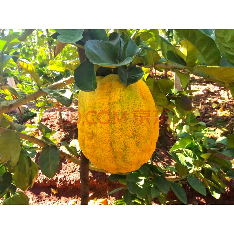 香橼 云南大理香橼果新鲜佛手果农家特产香圆鲜果枸橼供果泡水 五斤装