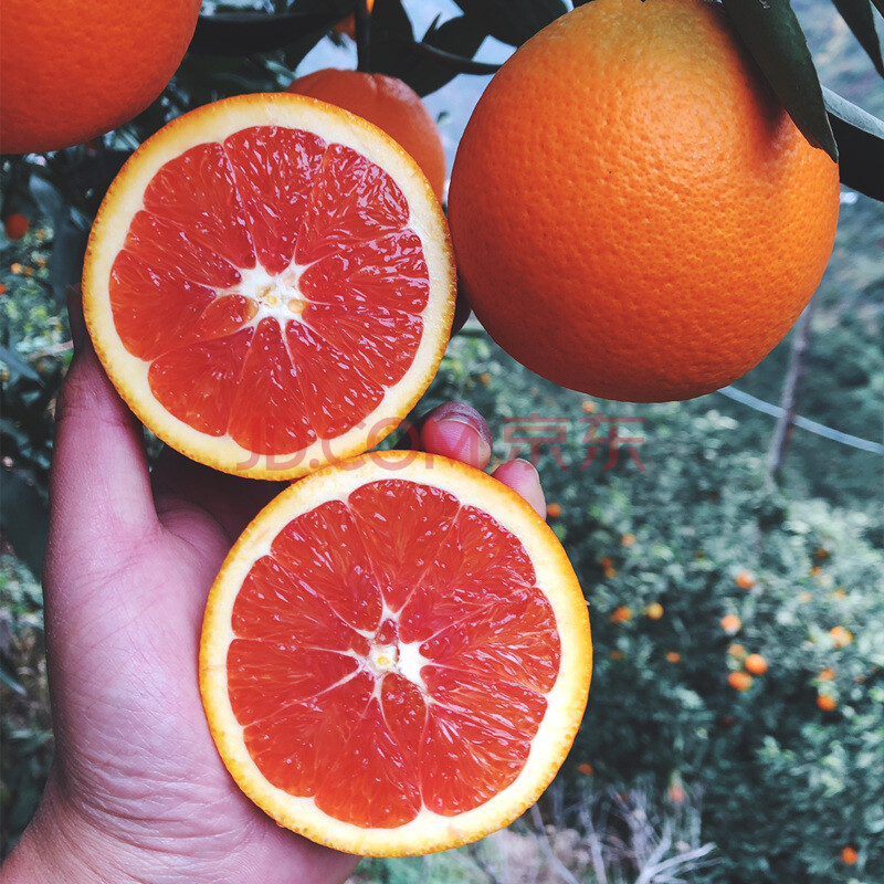 新鲜血橙 大果 湖北秭归中华红心橙子 当季红肉橙子水果 5斤(65mm