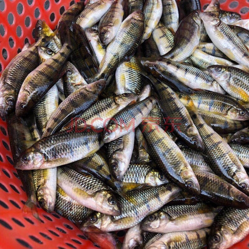 黄山特产溪流石斑鱼淡水石斑鱼光唇鱼新鲜石斑鱼顺丰 5斤新鲜石斑鱼