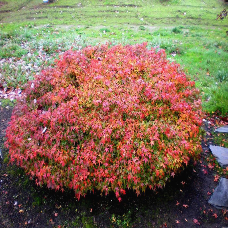 枫树 紫清姬 清姬 小叶枫树 日本红枫盆景枫树微型盆景素材 紫清姬五