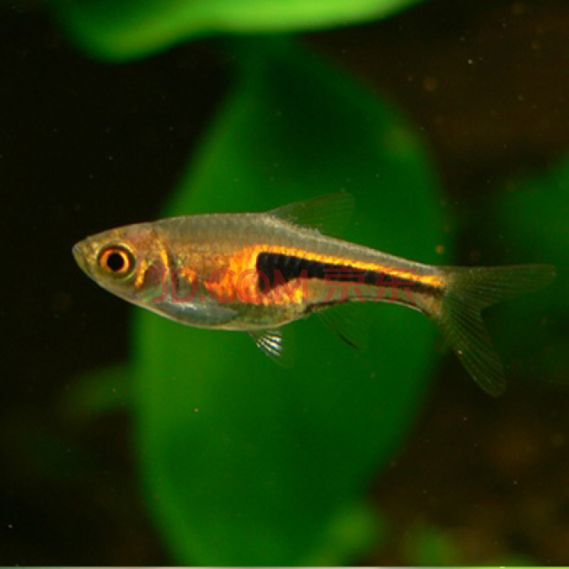 红绿灯鱼热带灯科鱼苗观赏鱼小型红斑马淡水神仙群游好养宝莲灯鱼 1.