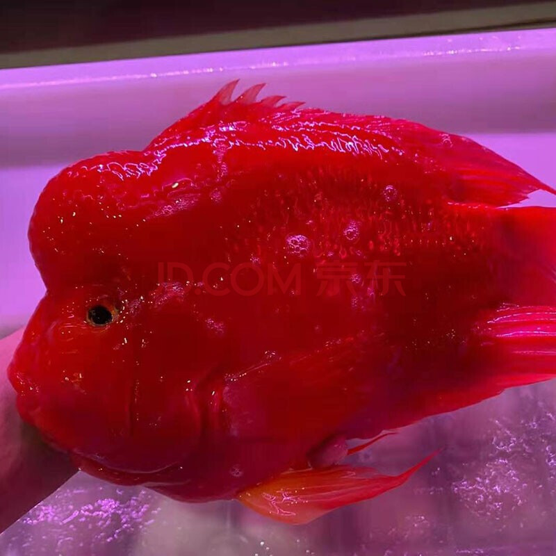 宠物小中大型淡水血红元宝血鹦鹉鱼发财鱼风水鱼 18-20cm财神(起头) 5