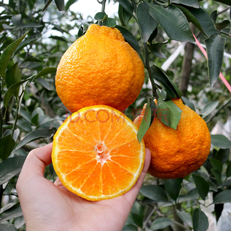 春见和不知火的区别(春见爱媛不知火)