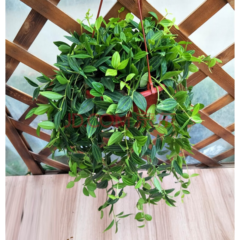 牡丹佛珠珍珠情人泪吊兰室内垂吊观花植物 翡翠钻石 含盆