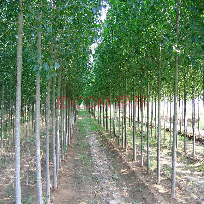 白杨树2025 107速生杨树苗 扦插苗 白杨树小苗108速生白杨树苗 植树