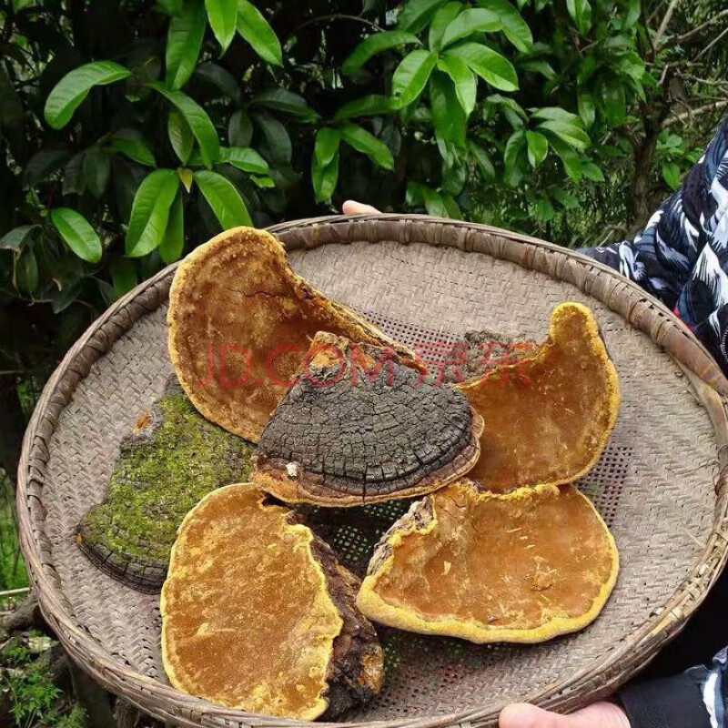 康中尊 野外桑黄 西藏金边桑黄桑树金边桑黄野生特级桑黄茶野生桑黄茶