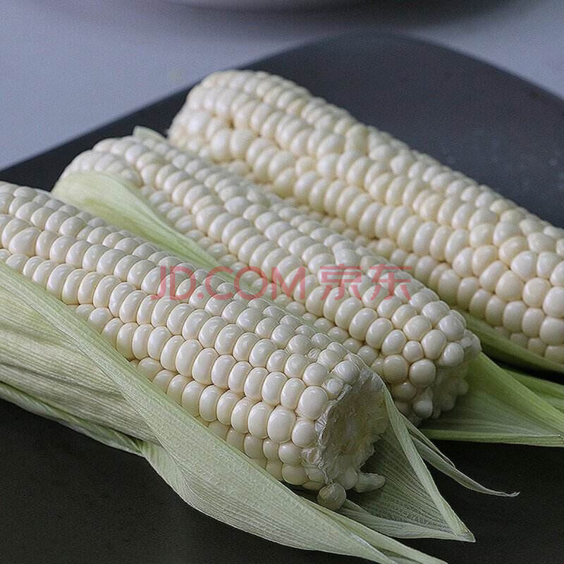 泰西丝 玉米种子高产 超甜水果玉米种子草莓玉米甜糯玉米种籽春季四季