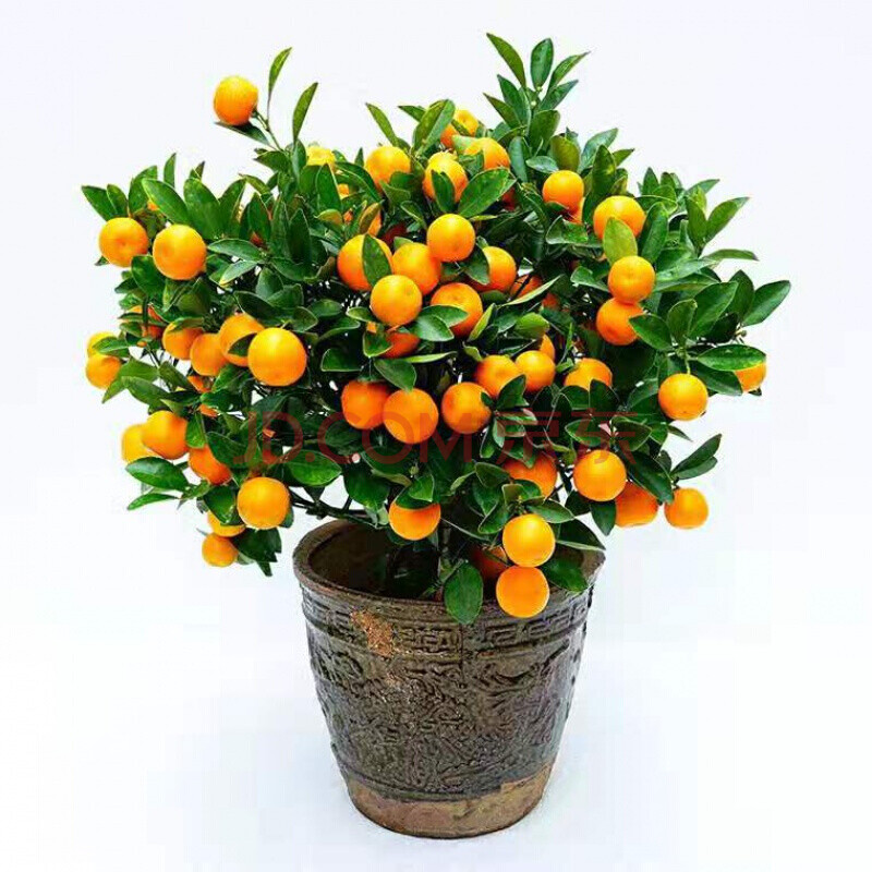 蝶遇金桔橘子树桔子盆栽盆景 带果发货送礼年宵花卉 火棘果佛手盆景