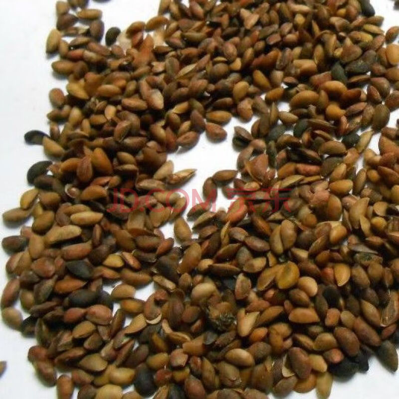 新采摘药材黄柏种子 黄檗种子 元柏 檗木 川黄柏 种子 黄柏种子100粒