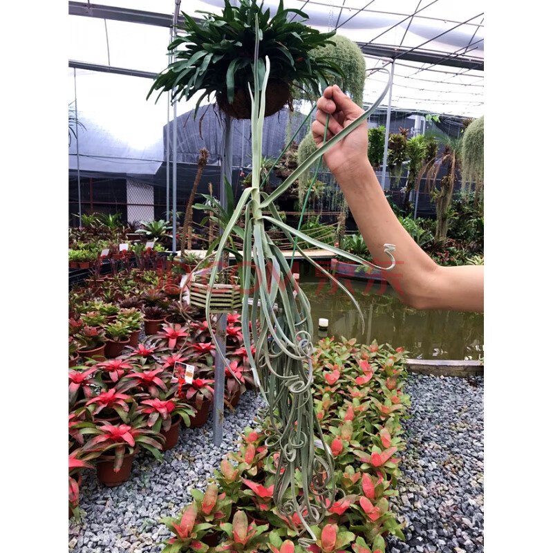 空气凤梨 树猴t.