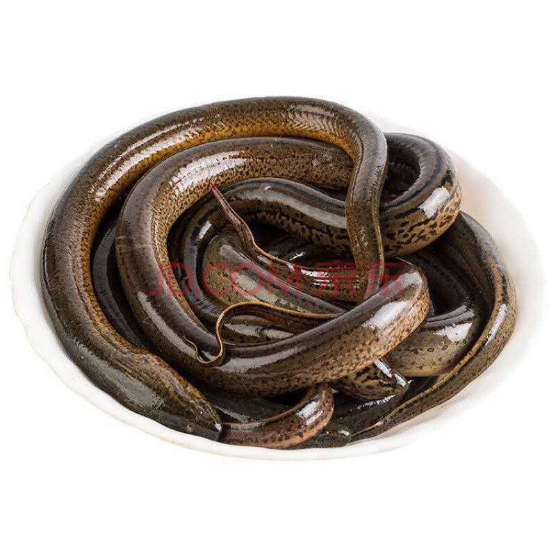 老扣 鲜活体大黄鳝长鳝鱼鳝丝盘鳝生态淡水鱼氧包发货包活 现杀【剖肚