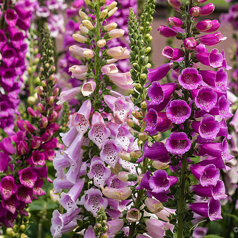 多年生花种子 毛地黄种子 洋地黄 指顶花吊钟花 四季易种室内阳台 混