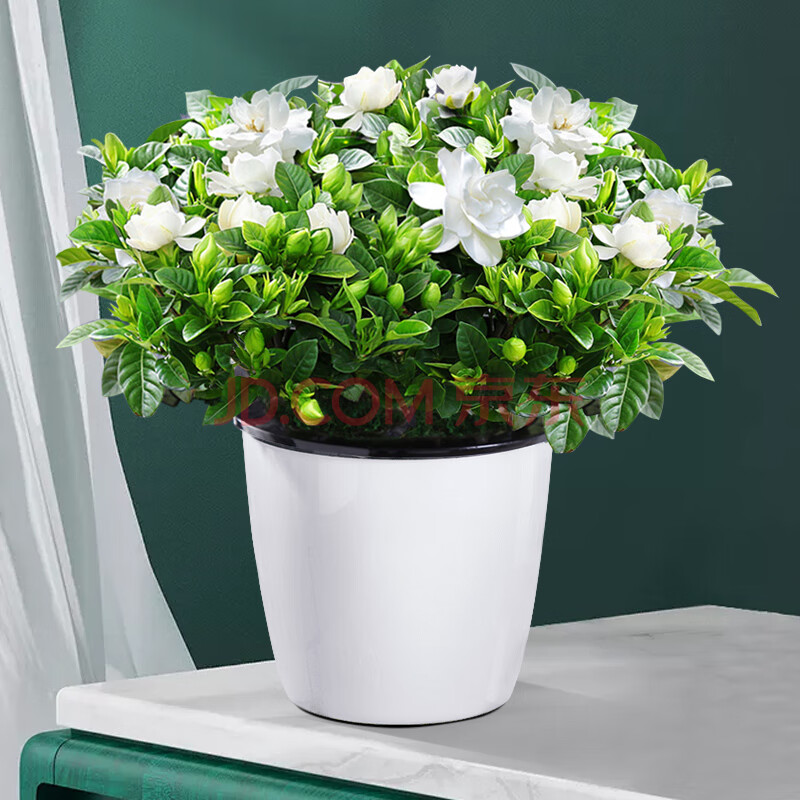 栀子花盆栽花卉绿植室内阳台桅子花枝枝花好养的花植物 特大盆栀子花