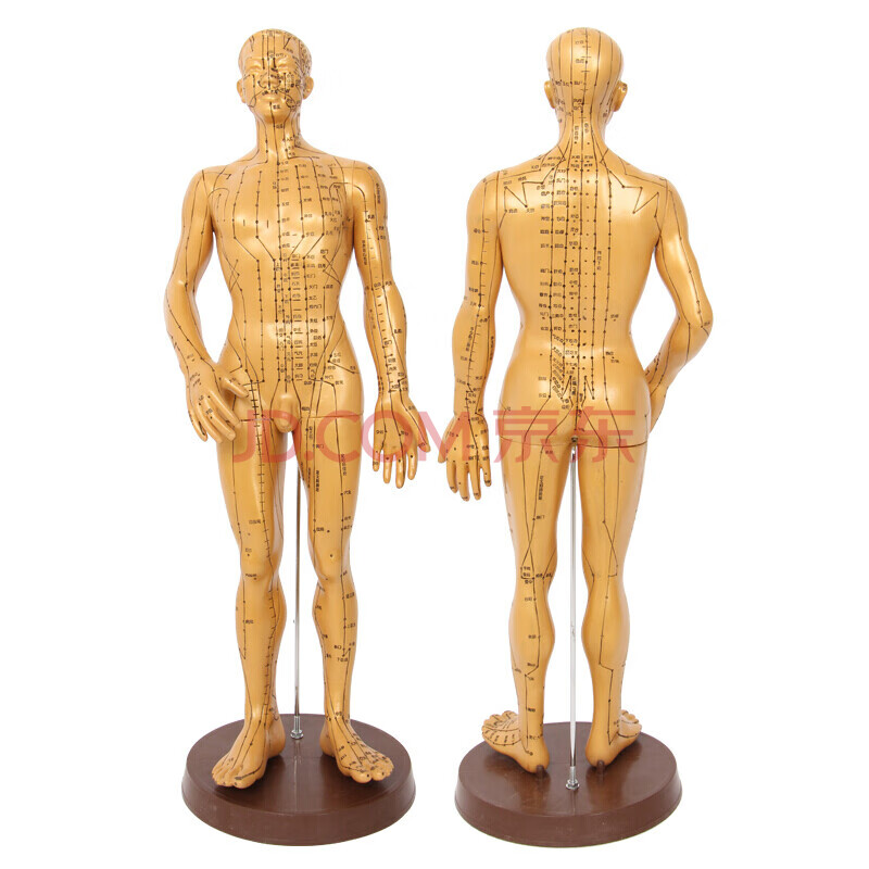 丰帆 人体模型 清晰穴位模型 经络模型 人体穴位模型针灸拔罐模型