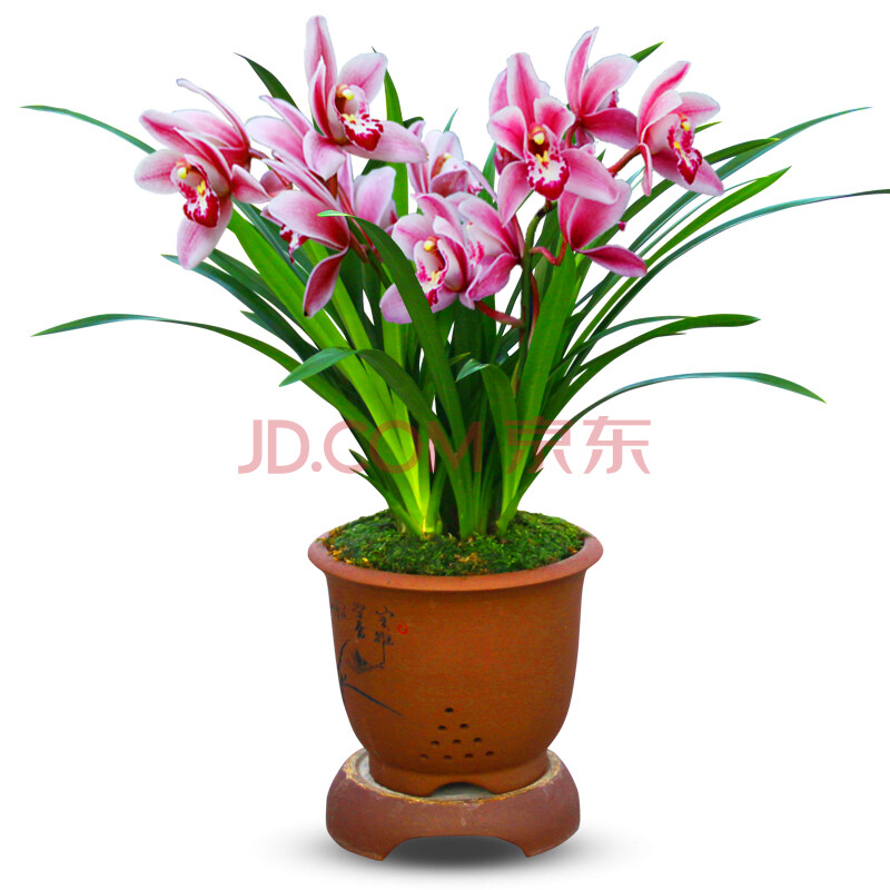 兰花【夜来香】矮种建兰盆栽室内四季花卉观花浓香型兰花苗 夜来香8苗