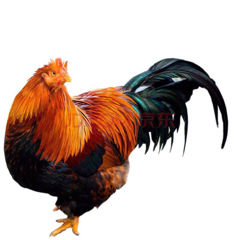 5斤左右扇鸡一只 广东省内