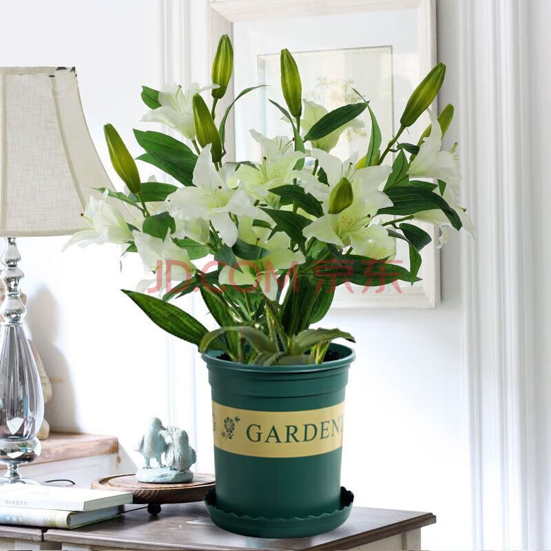 季百合花盆栽室内阳台花卉绿植种子百合种球花苗 白冠【包活包花色】