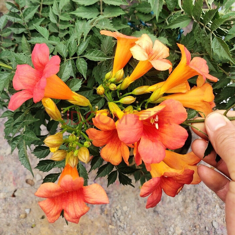 盆栽地栽凌霄花树苗庭院阳台攀援爬藤植物凌霄花苗花卉苗木美观遮阳