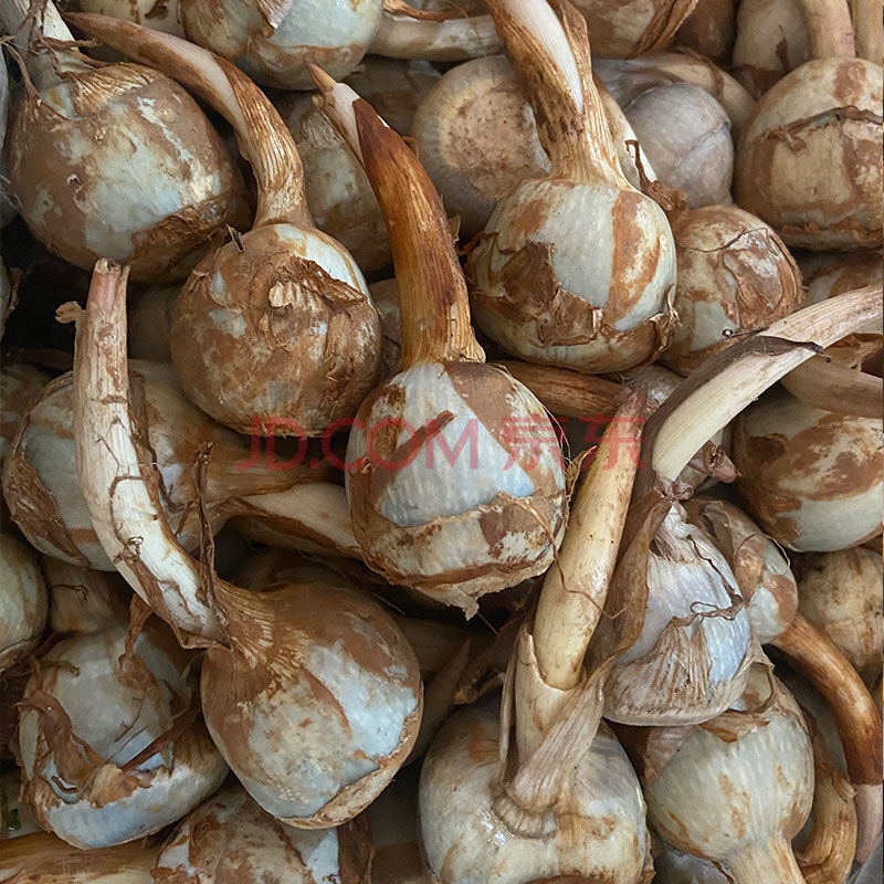 云南曲靖白茨菰新鲜蔬菜慈姑燕尾姑野生茨菇粉糯应季蔬菜特产 5斤中