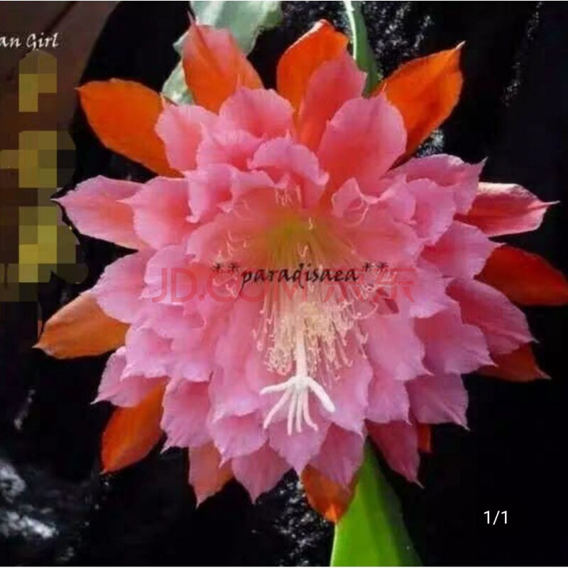 令箭荷花带根苗北京落幕流苏羽毛斑彩黄枚莱蒂五 美国女孩带根苗 15到