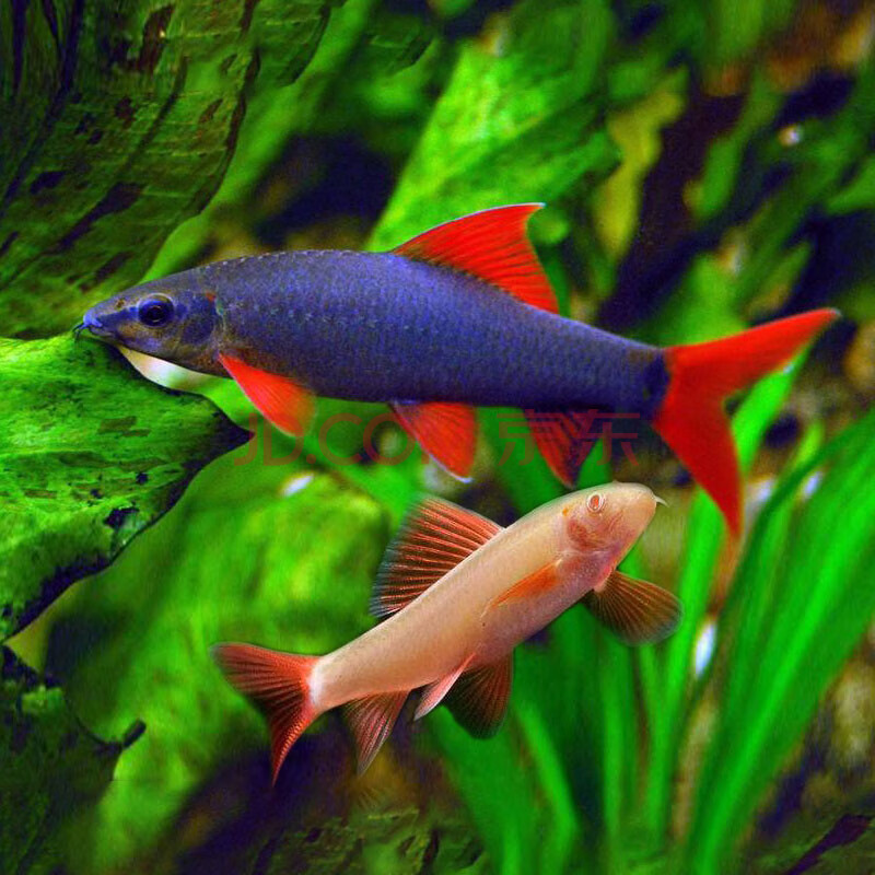 易萌彩虹鲨鱼6-7cm 8只