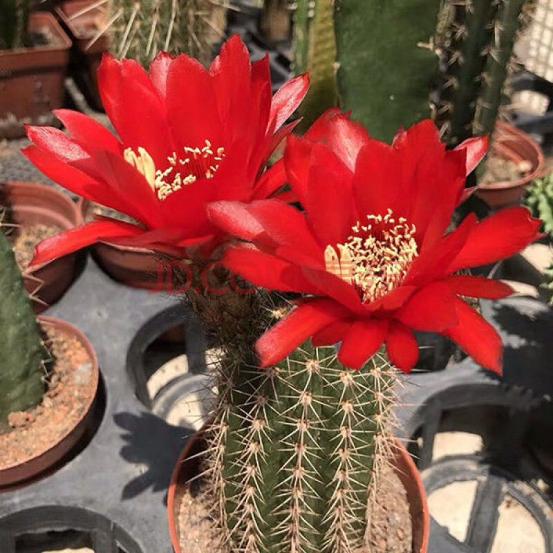 毛花柱彩草飞碟丽花卉盆栽大花品种仙人球盆栽开花 红星【高8-10cm】