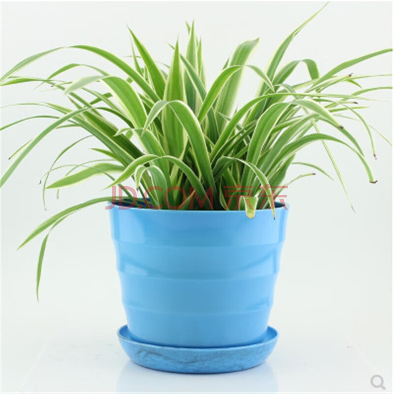 浅蓝色 不含盆【图片 价格 品牌 报价】-京东