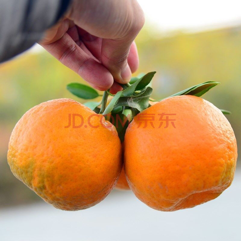 【精选s级】现摘清江椪柑超甜芦柑宜昌蜜桔新鲜水果桔子10斤橘子大果