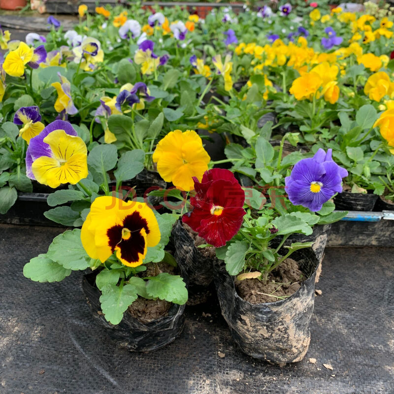 角堇花苗帶花盆栽陽臺庭院花園地栽耐寒花卉冬天開花植物四季好養ff