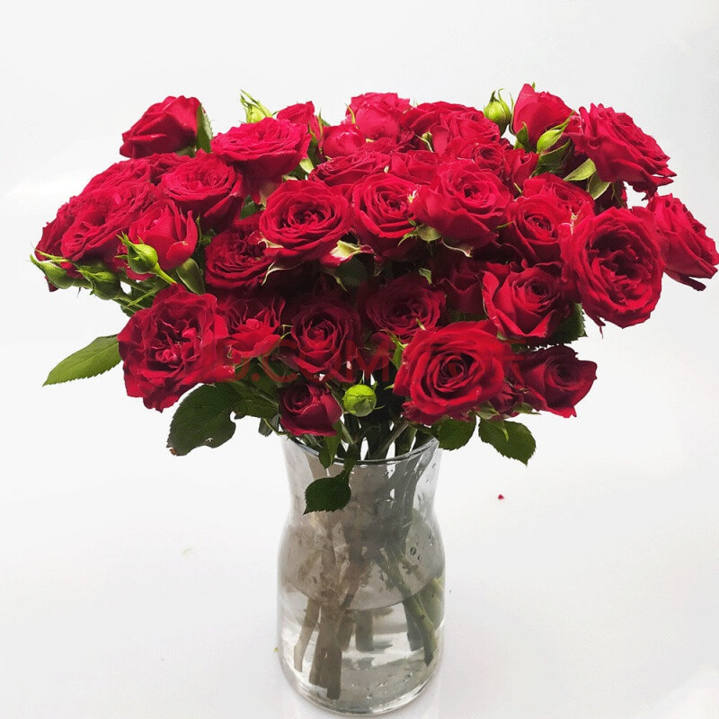 旧故里 多头小玫瑰家居装饰家庭插花云南基地真鲜花束批发 猩红泡泡10