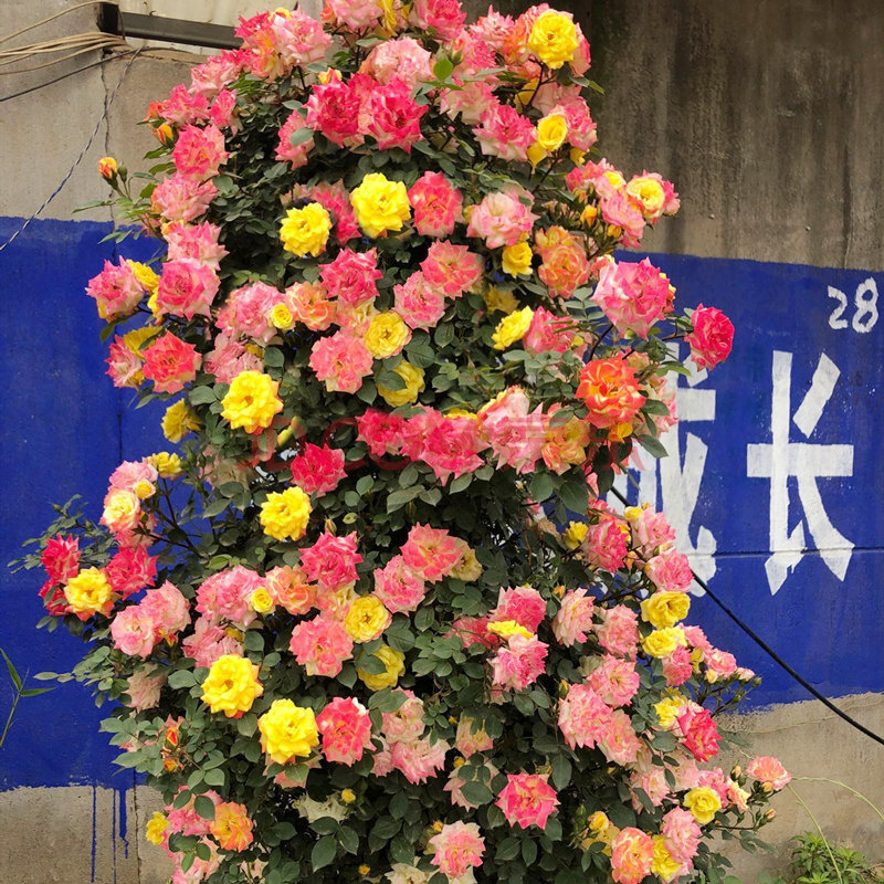 爬藤-藤彩虹【带花苞】 不含盆