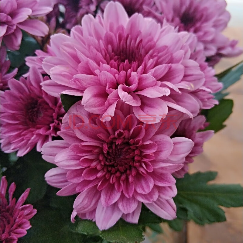 千头菊荷兰菊菊花盆栽小雏菊乒乓菊球菊玛格丽特姬小菊带花发货 粉